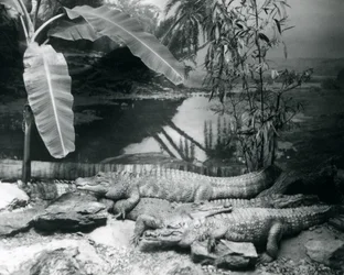Four Alligators, in a Panorama Setting with a Banana Tree, at London Zoo in 1929