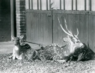 Four Axis Deer Including a Buck with Antlers at London Zoo in 1924