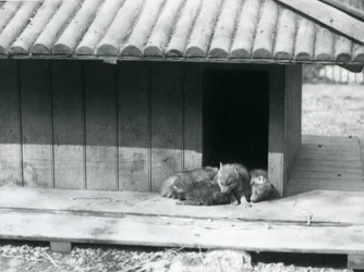 Four Coyote pups resting in the entrance of their den, London Zoo