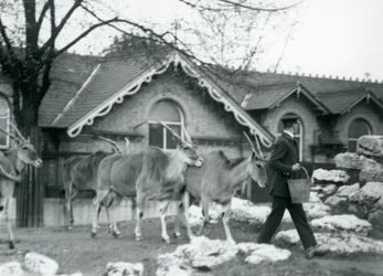 Four Eland follow their keeper at feeding time in the paddock outside the Antelope House, London Zoo, June 1925