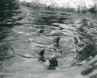 Four King Penguins swimming in their pool at London Zoo