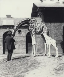 Giraffe with 3 Day Old Baby and Keeper at London Zoo
