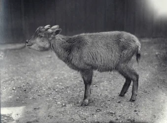 Himalayan Goral at London Zoo