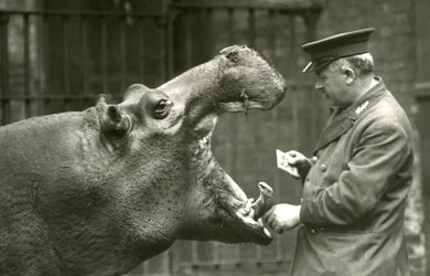 Hippopotamus Bobbie with keeper Ernie Bowman, London Zoo, 1927