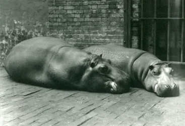 Hippopotamuses Bobbie and Joan Lying Down in Their Enclosure in London Zoo, July 1923