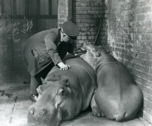 Hippopotamuses Joan and Jimmy at London Zoo in 1927