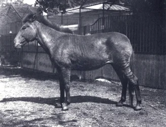 Hybrid zebrahorse at London Zoo