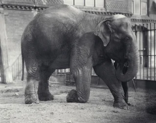 Indian Elephant, Assam Lukhi, Kneeling with Keeper at London Zoo, April 1914