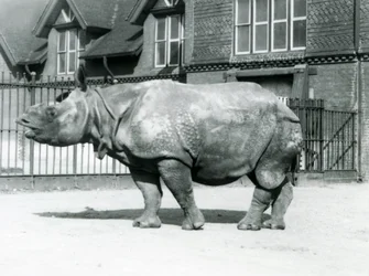 Indian Rhinoceros Felix standing in his paddock at London Zoo