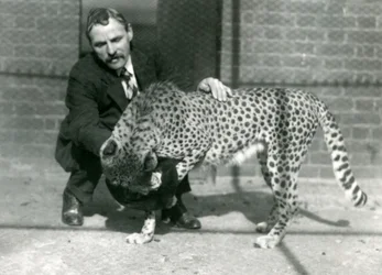 Keeper Charles Dixon with a Playful Cheetah at London Zoo