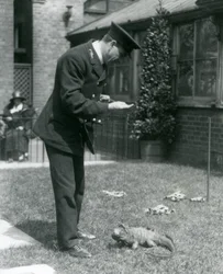 Keeper Collins on a lawn at London Zoo with a Clouded Rock Iguana on a lead, London Zoo, 1924