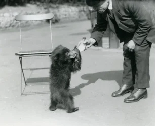 Keeper Harry Warwick bottle feeds a Sloth Bear cub at London Zoo, August 1921