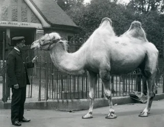 Keeper W. Styles, with a Bactrian Camel, outside the Llama House at London Zoo, July 1914
