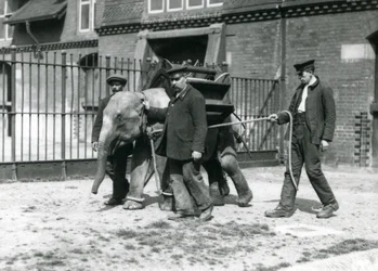 Keepers Jack Milbourne, H Robertson and Thomas train a young Asian Elephant, London Zoo, May 1922