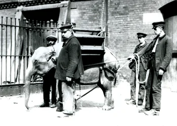 Keepers Jack Milbourne, H Robertson and Thomas train a young Asian Elephant, London Zoo, May 1922