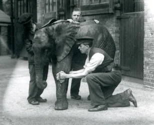 Keepers oiling the skin of young male African Elephant Kiberenge, London Zoo, July 1924