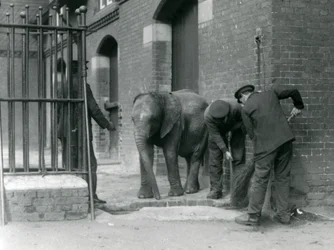 Keepers with Young Male African Elephant Kiberenge, London Zoo, 1924