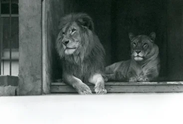 Lion and Lioness Kuja and Caroline at ZSL London Zoo