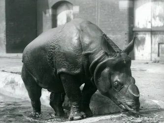 Male Indian Rhinoceros Felix Leaving His Pool at London Zoo in 1928