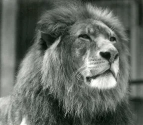 Male Lion Kuja at London Zoo in August 1924