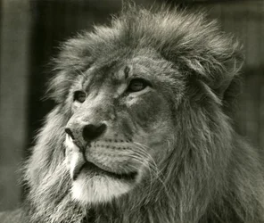 Male Lion Kuja at London Zoo in August 1924