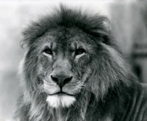 Male Lion 