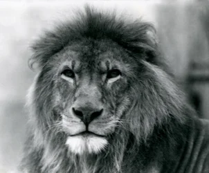 Male Lion Kuja at London Zoo in January 1925