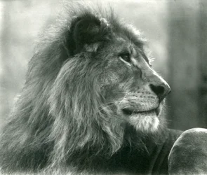 Male Lion Kuja at London Zoo in January 1925
