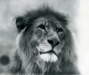 Male Lion Kuja at London Zoo in January 1925