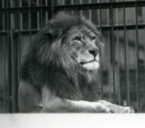 Male Lion 