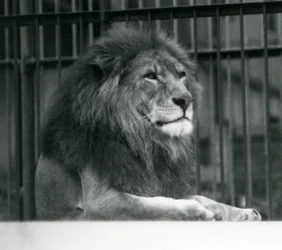 Male Lion Kuja lying down in his enclosure at London Zoo in January 1925