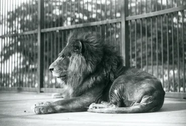 Male Lion Toto Lying in His Enclosure at London Zoo