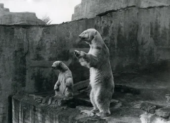 Polar Bears 