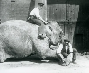 Sundermalah Having Her Front Foot Trimmed by One Keeper, with a File, as Another Sits on Her Back, London Zoo, August 1926