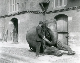 Syed Ali, training Indiarani in front of the Elephant House, London Zoo, August 1923