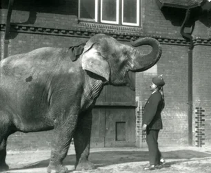 Syed Ali training Indiarani in front of the Elephant House, London Zoo, October 1925