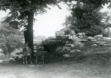 The Eland Antelope Paddock at London Zoo in 1924
