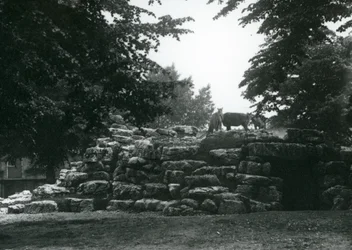 The Eland Antelope Paddock at London Zoo in June 1924