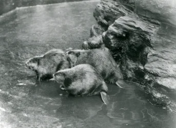 Three Beavers in Their Pool at London Zoo, 1920s
