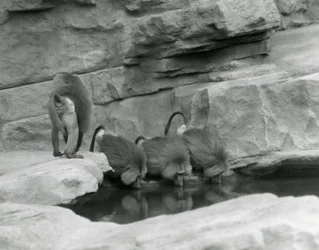 Three Sacred Baboons drink from a pool in their rocky enclosure while a fourth walks away, London Zoo, June 1925