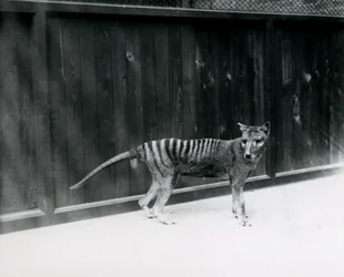 Thylacine Tasmanian Wolf at London Zoo, Before 1930