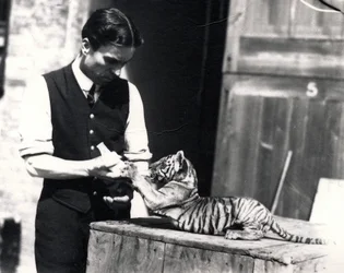 Tiger Cub Being Fed by Keeper Harry Warwick