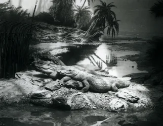 Two Alligators in a Panorama Setting, London Zoo (June 1927)