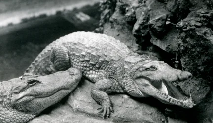Two American Alligators at London Zoo