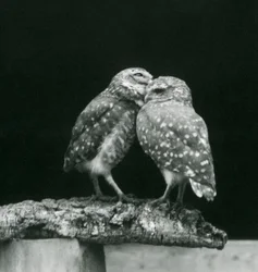 Two Burrowing Owls standing facing each other at the end of a branch, London Zoo, July 1926