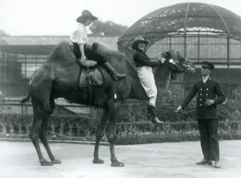 Two Cowgirls posing on a Bactrian Camel held by its keeper, London Zoo, 1924