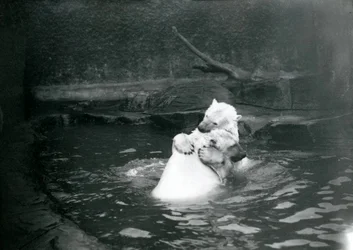 Two Polar Bears, Including a Juvenile, Hugging and Playing in a Pool at London Zoo, June 1922