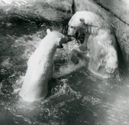 Two Polar Bears Romp in Their Pool, London Zoo in 1926
