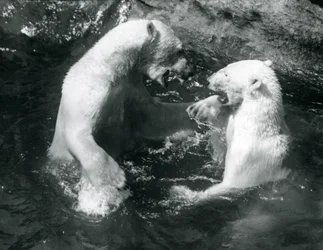Two Polar Bears romping in their pool at London Zoo in 1926
