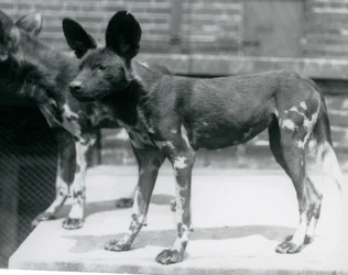 Two Somali Wild Dogs at London Zoo, July 1925